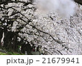 桜（背割堤） 21679941