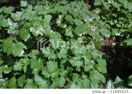 イヌショウマの葉 21680025