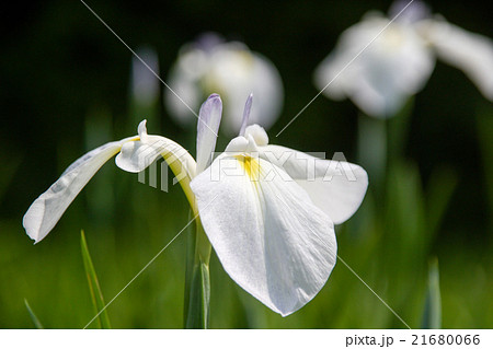 菖蒲園 菖蒲園 21680066