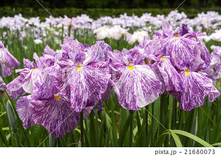 菖蒲園 21680073