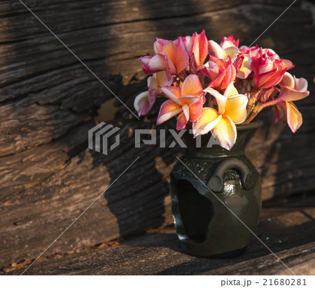 Plumeria flower in a vase 21680281