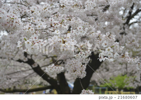 目黒川桜20 21680607