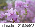 山ツツジ_01 21680608