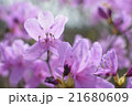 山ツツジ_02 21680609