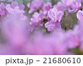 山ツツジ_03 21680610