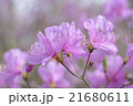 山ツツジ_04 21680611