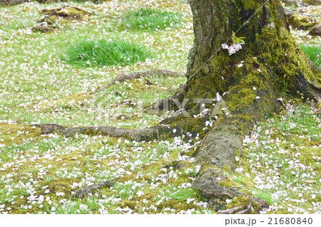 京都 東寺の桜の木と地面に落ちた桜の花びらの写真素材