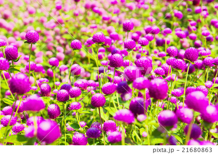 センニチコウ　群生 21680863