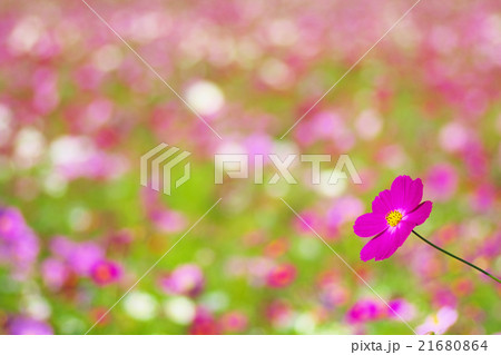 コスモスのお花畑 コスモスのお花畑 21680864
