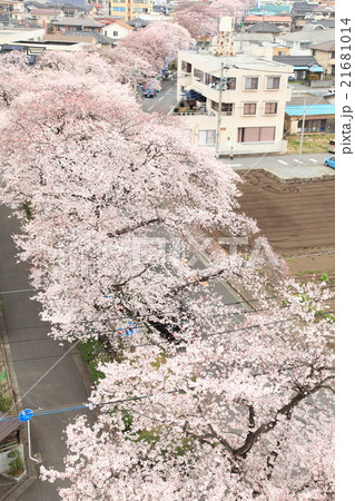 新川の桜並木 新川の桜並木 21681014
