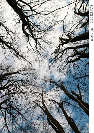 treetop treetop 21682778