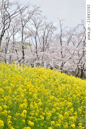 菜の花と桜（横浜　根岸森林公園） 21683292