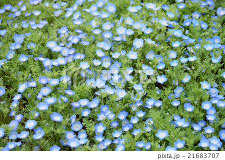 ネモフィラ 21683707
