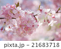桜 21683718