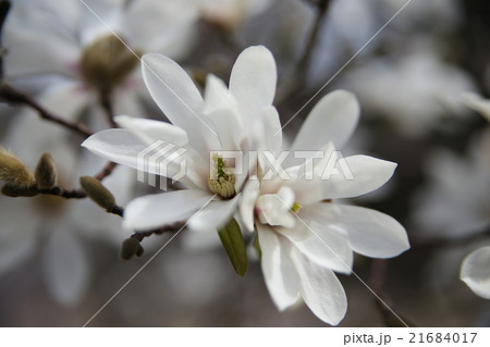 姫こぶしの花の写真素材