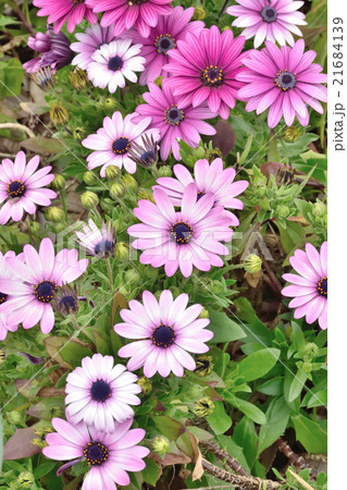 オステオスペルマム オステオスペルマム 21684139