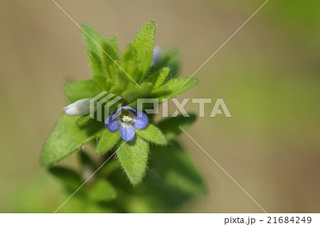 自然 植物 タチイヌノフグリ、イヌノフグリより気持ち大きめの草。花はきれいなブルーです 自然 植物 タチイヌノフグリ、イヌノフグリより気持ち大きめの草。花はきれいなブルーです 21684249