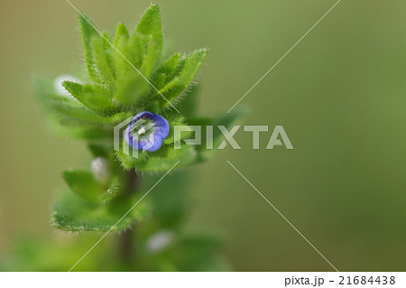 自然 植物 タチイヌノフグリ、帰化植物でオオイヌノフグリ同様イヌノフグリと競合関係にあるそうです 自然 植物 タチイヌノフグリ、帰化植物でオオイヌノフグリ同様イヌノフグリと競合関係にあるそうです 21684438