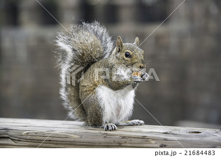 トウブハイイロリス 21684483