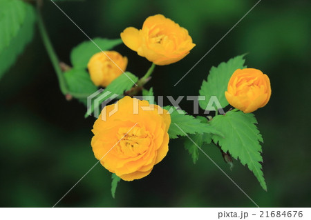 八重ヤマブキ 八重ヤマブキ 21684676