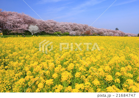 権現堂桜堤 権現堂桜堤 21684747