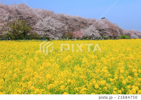 権現堂桜堤 21684750