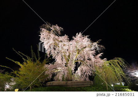 京都・円山公園のしだれ桜　満開 21685031
