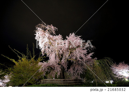 京都・円山公園のしだれ桜 満開 京都・円山公園のしだれ桜 満開 21685032