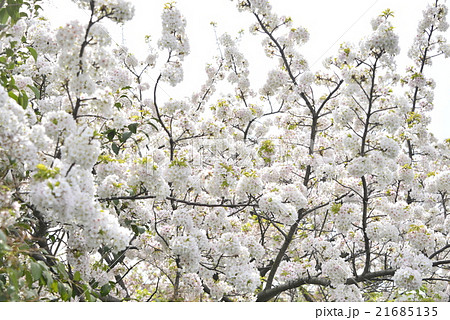 曇り空と八重桜 21685135