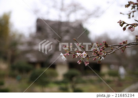 桜と藁ぶき屋根 桜と藁ぶき屋根 21685234