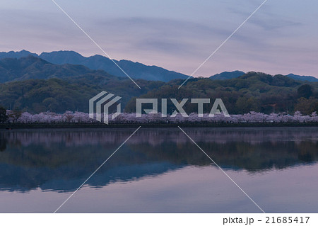 桜並木(香川県亀鶴公園) 21685417