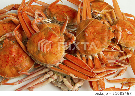 ズワイガニのメス ズワイガニのメス 21685467