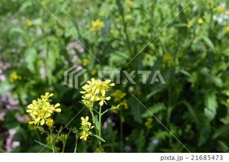 菜の花1 菜の花1 21685473