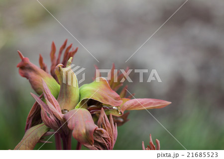 花競・牡丹の花の蕾と雨雫 花競・牡丹の花の蕾と雨雫 21685523