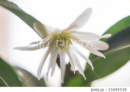 仏壇の花瓶に活けてるハナシバに花が咲いたの写真素材 仏壇の花瓶に活けてるハナシバに花が咲いたの写真素材