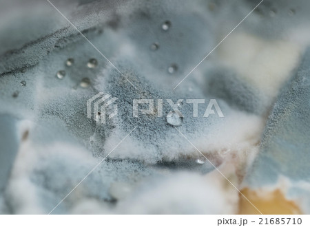 Macro view of blue mold with water drops on it 21685710