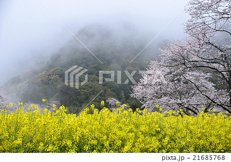 丸山公園の桜 21685768