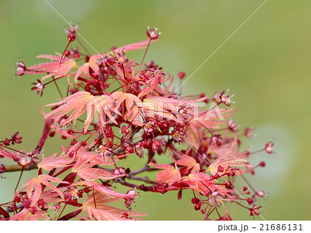 紅い色の羽を広げるように新葉を芽吹く楓。まさに春も紅葉する楓です。 紅い色の羽を広げるように新葉を芽吹く楓。まさに春も紅葉する楓です。 21686131