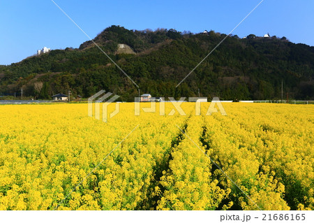 朝倉　菜の花畑 21686165