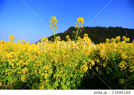朝倉　菜の花畑 21686166