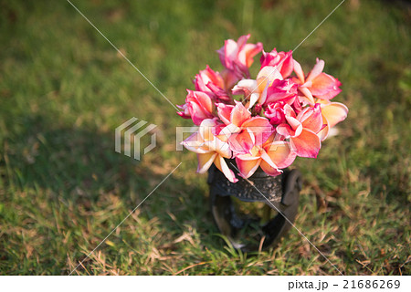 plumeria flower in the vase ,soft focus. plumeria flower in the vase ,soft focus. 21686269