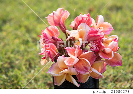 plumeria flower in the vase ,soft focus. plumeria flower in the vase ,soft focus. 21686273