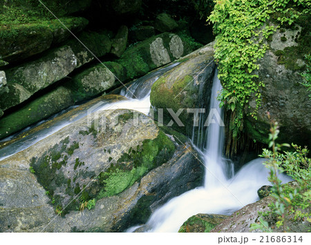 白谷雲水峡 21686314