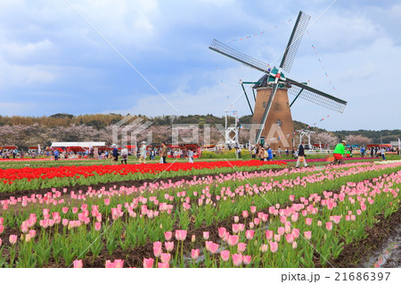 佐倉ふるさと広場のチューリップ 21686397