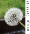 タンポポの種 21686416