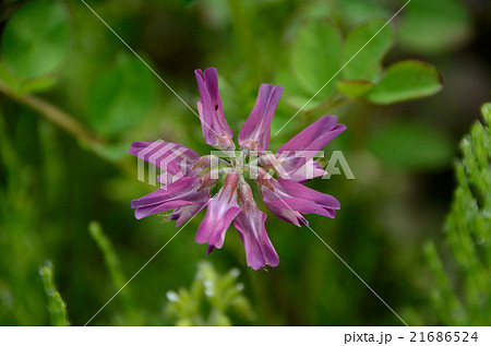 花開く直前のレンゲソウ・蓮華草の花 21686524