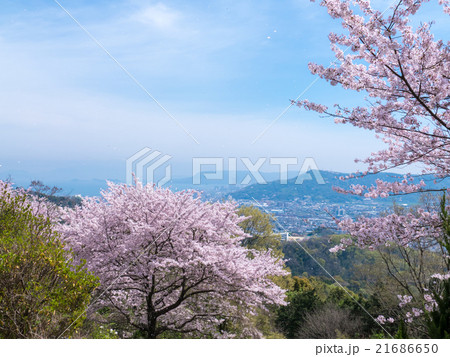花びら舞う五色台の桜と高松市街並み 21686650
