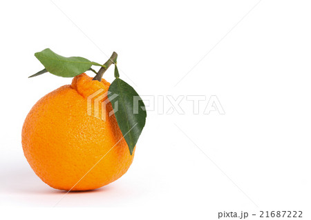 デコポン デコポン 21687222