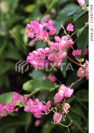 ニトベカズラとハナバチ ニトベカズラとハナバチ 21687468
