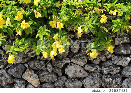 アリアケカズラ 21687481